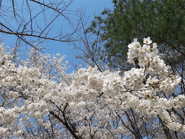 2026母亲节说说带图片长篇 有关母亲节的祝福语有哪些