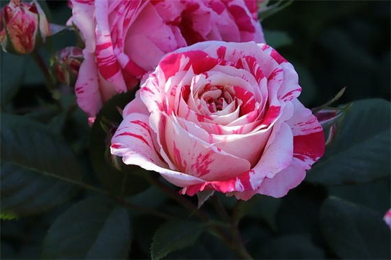 正能量激励人的好句好段子