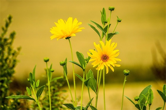 关于岁月的好句