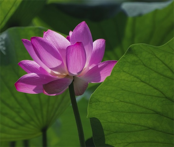 情人节的伤感句子78句