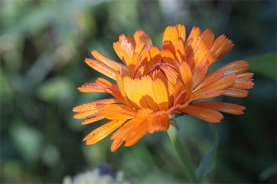 做人要善良感恩的话语 人应该善良感恩的句子