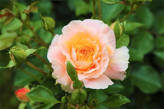 2026又皮又欠揍的句子 搞笑欠揍的句子