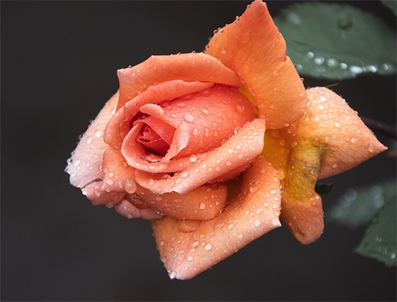 常用的英语口语句子