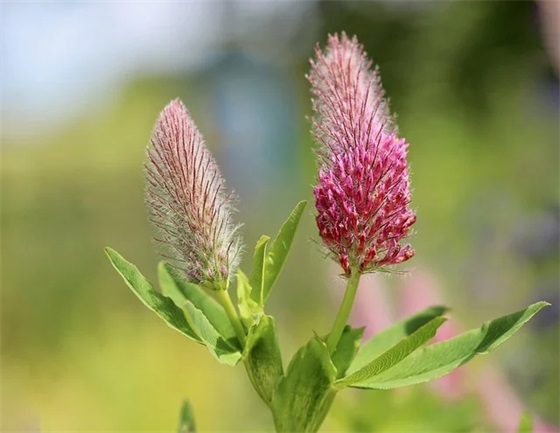 每日撩人的早安句子 撩人的早安句子