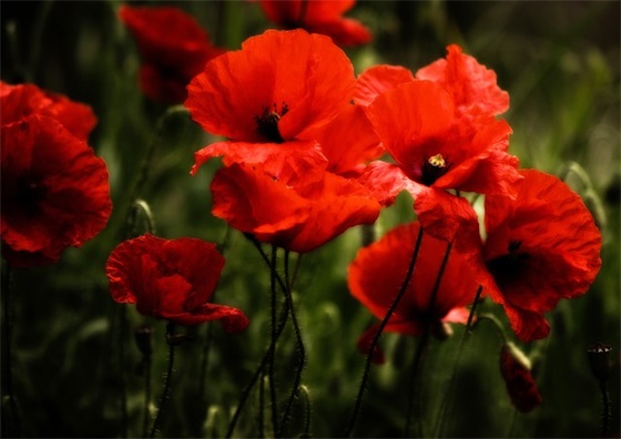 表示自己要开心的句子 表示自己心情好的句子