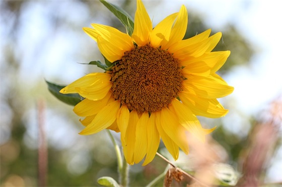 正能量句子简短感悟奋进