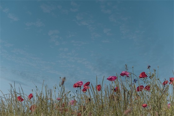 从一而终的爱情句子