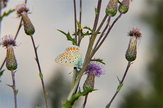 祝福朋友真爱的句子