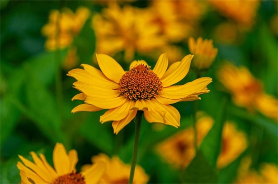 工作岗位祝福语四字40句