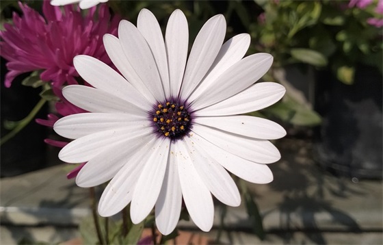 520甜蜜情人节祝福微信 给女朋友的关心短信微信