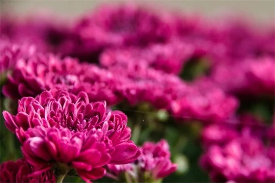 2026欢庆元旦祝福语 元旦祝福语送朋友大全