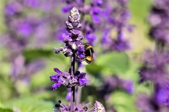 成人礼祝福唯美句子 成人礼祝福语短句