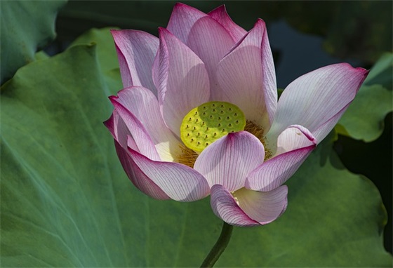 立冬的暖心祝福语