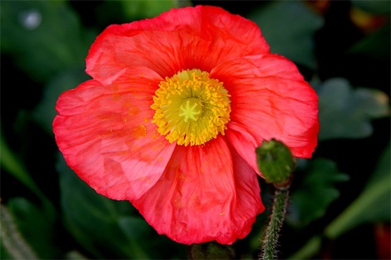 客户春节祝福语英语