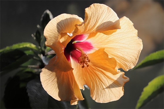 英文对女儿祝福语54句