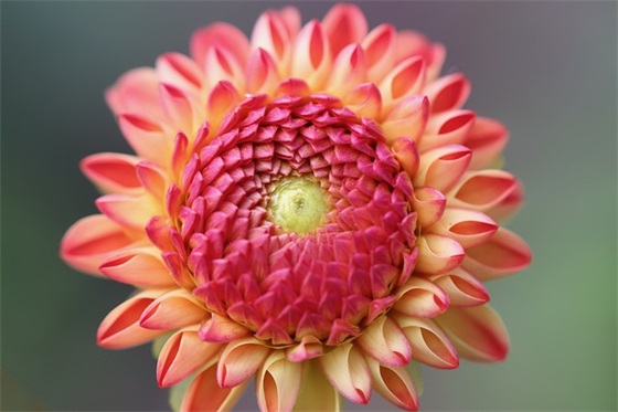 七夕微信红包祝福语浪漫