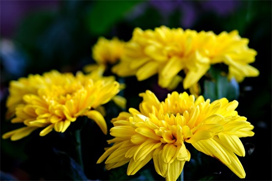 父亲生日快乐祝福语