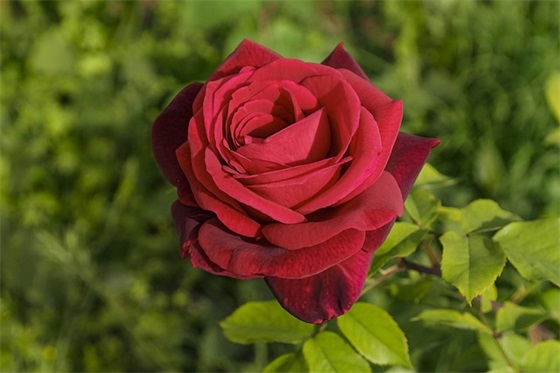 宝贝生日快乐的句子 生日祝福语