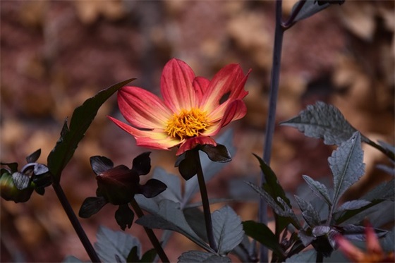 有关春分的祝福语 春分节气问候语精选