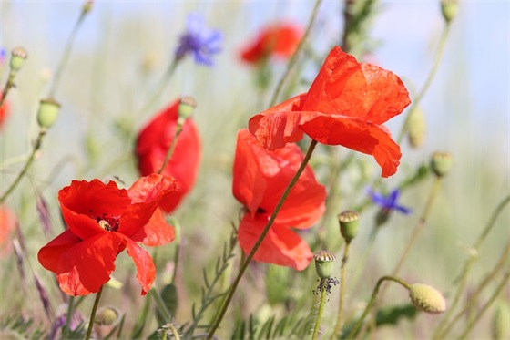 十二月你好祝福的文案