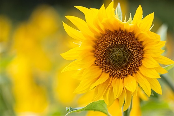 2026新学期开学祝福寄语