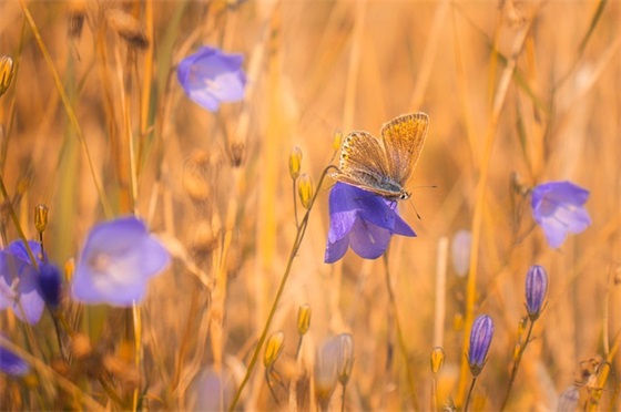 老人过66大寿祝福语 老人70大寿祝福语