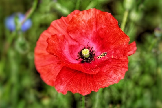 嫂嫂祝小姑子生日快乐祝福语