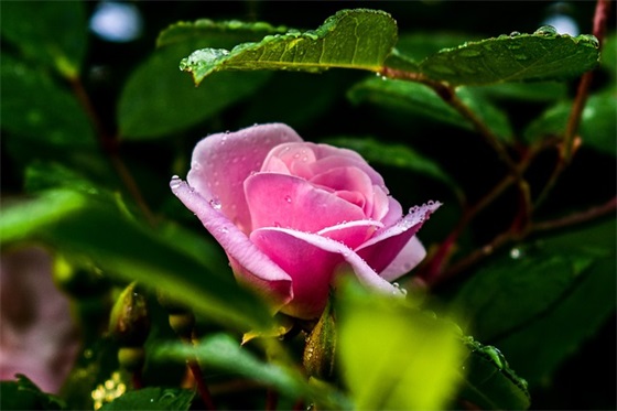 从小一起长大的表妹结婚祝福语