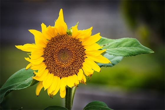 优美的生日快乐祝福语 祝生日快乐祝福语