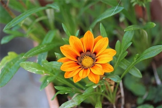 新年祝福爸爸妈妈的祝福语(新年祝福老师的祝福语简短)