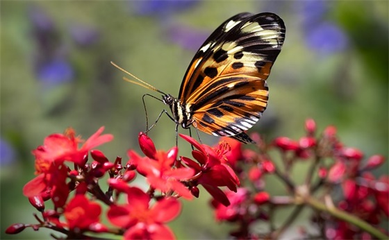 2026年祝福语简短霸气52句