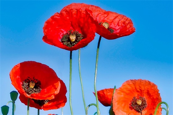 关于开业的祝福语 店铺开业祝福语