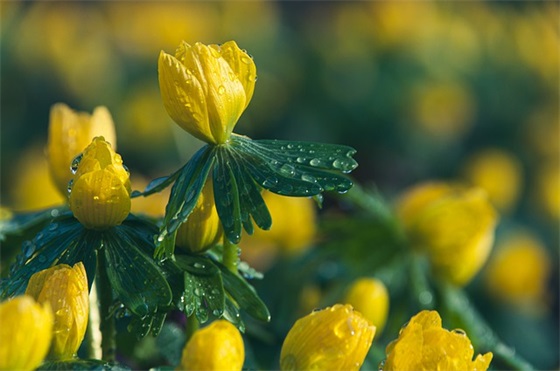 描写天气热的句子