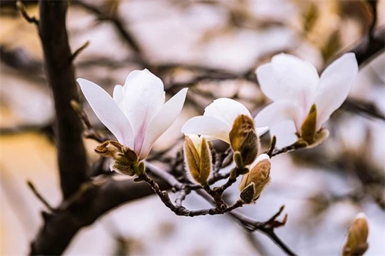 关于奉献的优美好句 为国奉献的优美句子