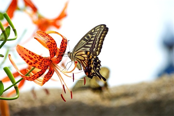 表达爱意的简短句子 表达爱意的句子简短4字