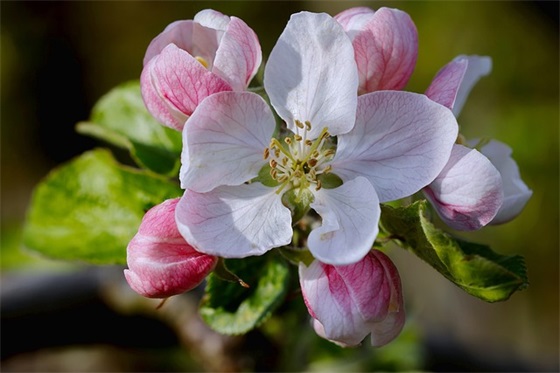 形容女强人的句子