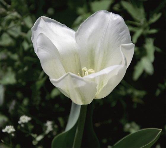 描写冰雪的优美句子