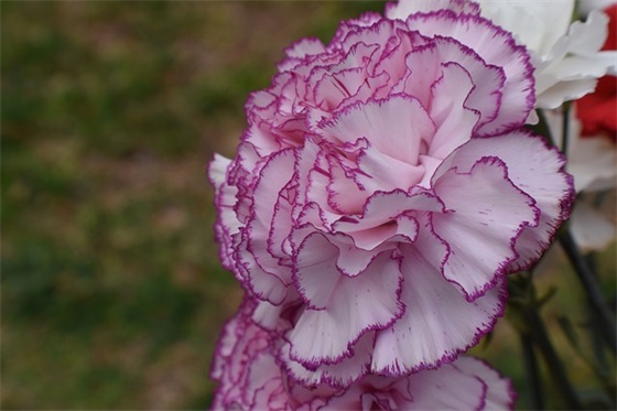 关于梦想的句子 关于梦想的简短优美句子