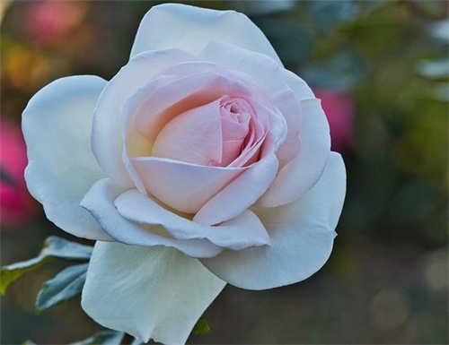 惹女朋友生气了道歉句子(女朋友生气怎么哄开心的道歉句子)