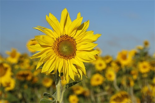 思念的优美句子