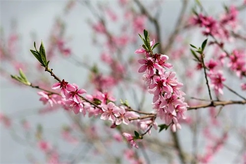 新生儿诞生祝福语 新生儿诞生诗词