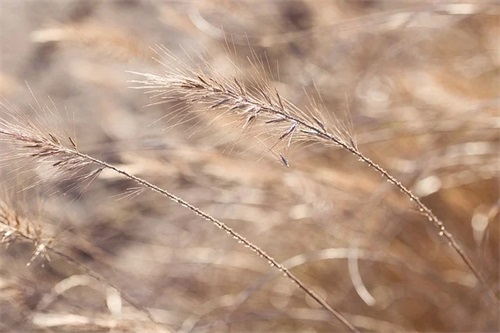 关于中秋的祝福语大全