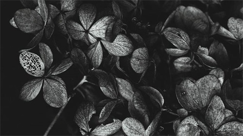 关于爱情表白的句子