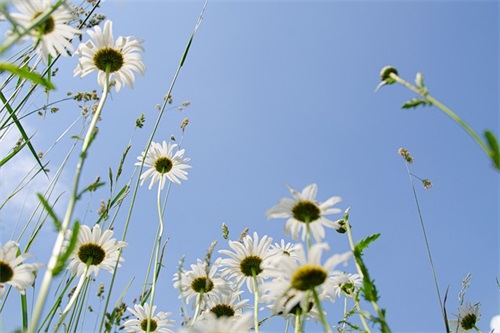 描写下雪意境的句子段落