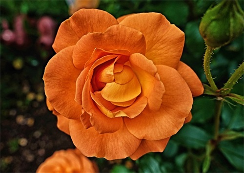 发抖音容易火的句子