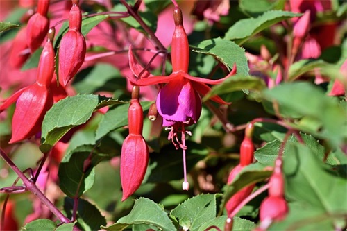 特别的新婚祝福语