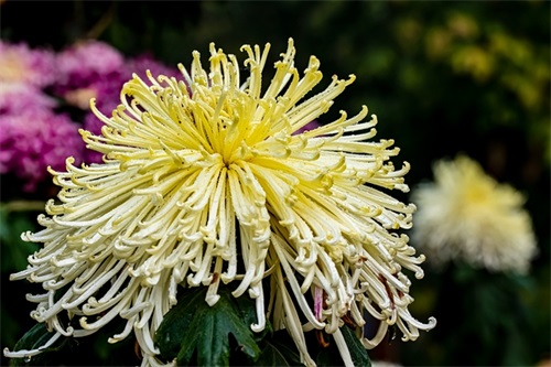 生日祝福语儿子