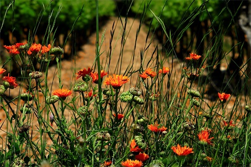 女人的励志微语录 女人情感语录