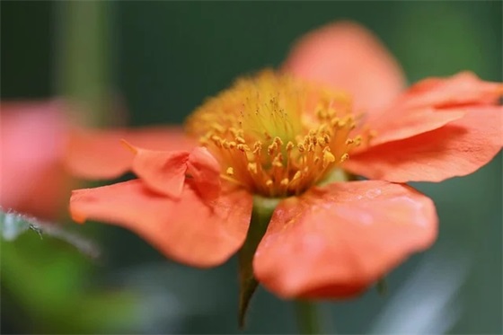 2026年通用浪漫爱情语录