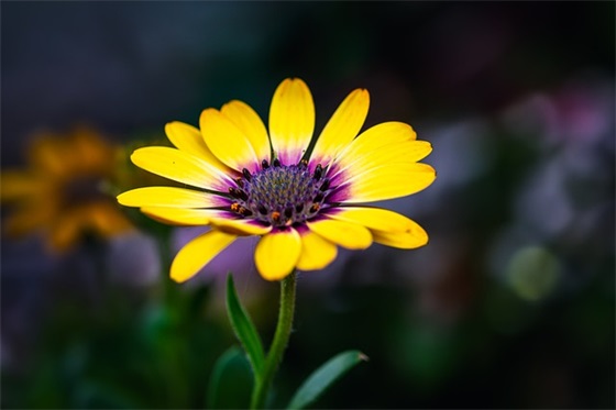 主播感谢大哥语录 感谢大哥刷礼物的句子
